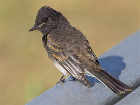 black big belly|Black Phoebe Identification .